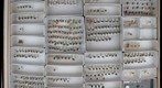 Tachinidae 5