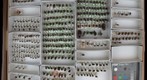 Tachinidae 7