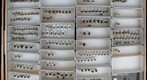 Tachinidae 8