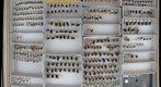 Tachinidae 9