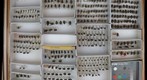 Tachinidae 10