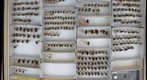 Tachinidae 17