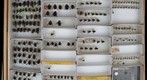 Tachinidae 20