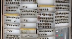 Tachinidae 21