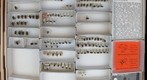 Tachinidae 22