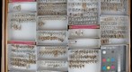 Anobiidae 3