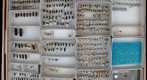 Bostrichidae 1