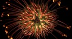 Leucospermum cordifolium