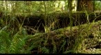 Fallen Trees