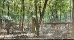 dry bed of Panther Creek, KY on 04 10 08