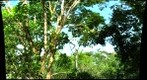Two Iguanas, Bocas del Toro, Panama