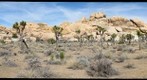 Joshua Trees and Jumbo Rocks