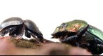 Dung Beetles Faceoff