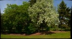 Crabapple tree in bloom, Borden Park, Edmonton, Alberta