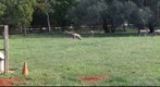 Sheep at Dubbo Salesyards
