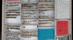 Rhipiphoridae