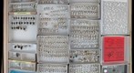 Chrysomelidae 4