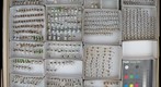 Chrysomelidae 7