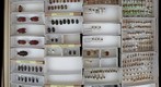 Chrysomelidae 8