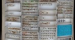 Chrysomelidae 9