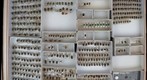 Chrysomelidae 16