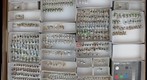 Chrysomelidae 20