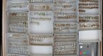 Chrysomelidae 23