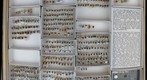 Chrysomelidae 24