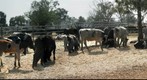 Mixed Breeds at Dubbo Saleyards