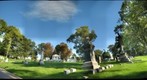 Allegheny Cemetery Deer