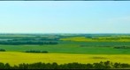 Canola in bloom, Lavoy Hill near Vegreville, Alberta