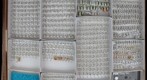 Chrysomelidae 25