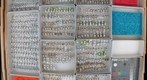 Chrysomelidae 29