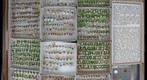 Chrysomelidae 34