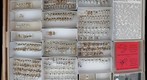 Chrysomelidae 43