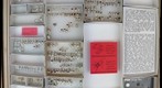 Chrysomelidae 50