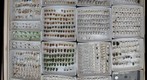 Chrysomelidae Receiving 6