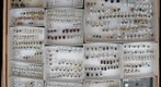 Chrysomelidae Receiving 8