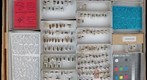 Micromalthidae, Cupedidae, Rhysodidae, and Trachypachidae