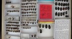 Carabidae 1
