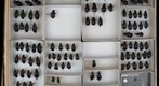 Carabidae 2