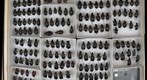 Carabidae 3