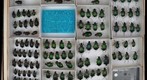 Carabidae 4
