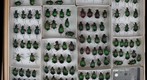 Carabidae 5
