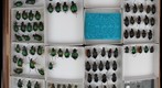 Carabidae 6