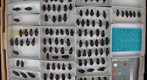Carabidae 7