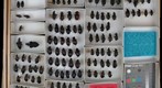 Carabidae 8