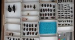 Carabidae 9