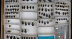 Carabidae 10