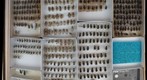 Carabidae 12